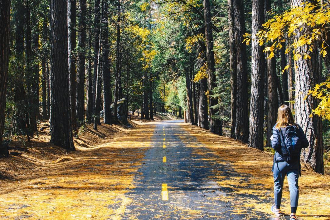 Two lane road through a covered forest with yellow autumn leaves on the ground