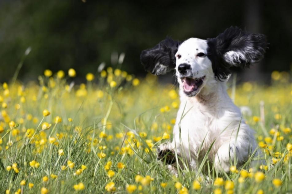 Playful dog in a field of yellow tulips
