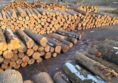 White and red pine, hemlock and cedar logs waiting to be milled